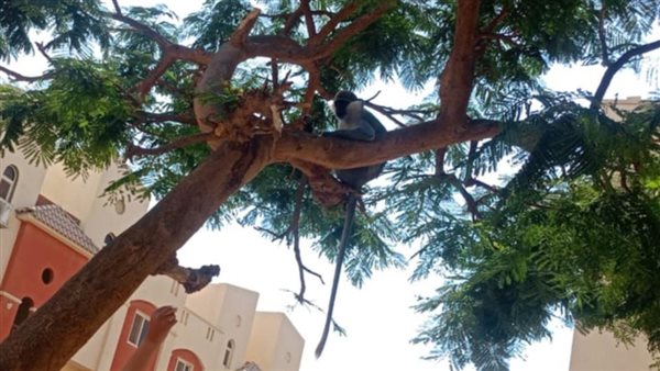 قرد يثير الذعر في