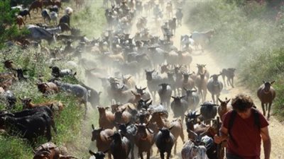 أوروبا تستخدم المعز لمكافحة حرائق الغابات مقابل راتب ثابت للرعاة.. ما القصة؟