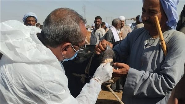 مجهودات الطب البيطري