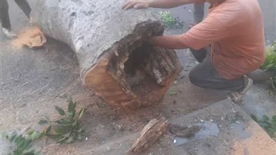 نضطر لاستخدام إجراءات استثنائية.. محافظة الإسكندرية ترد على اقتلاع أشجار أبو قير للتوسعة