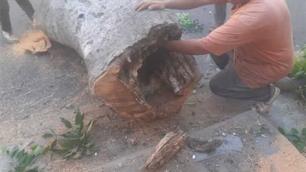 محافظة الإسكندرية