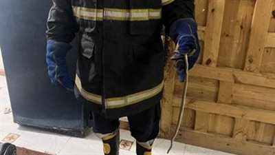 الحماية المدنية تسيطر على ثعبان تسلل لإحدى الشقق السكنية بالمنوفية | صور