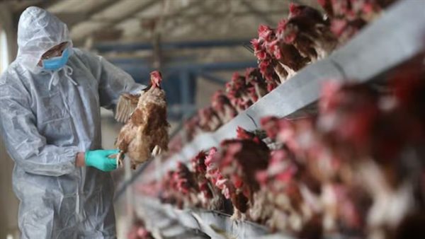  إنفلونزا الطيور