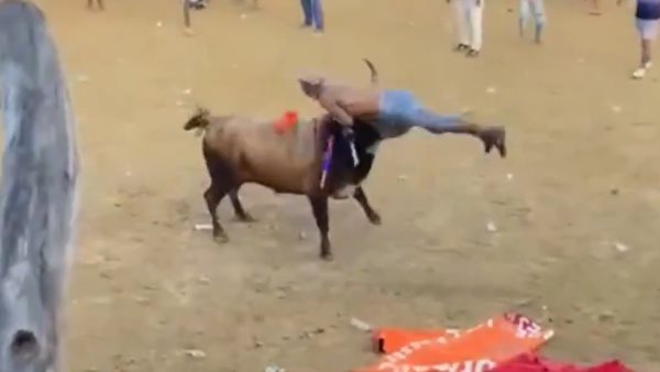 مصرع مصارع ثيران