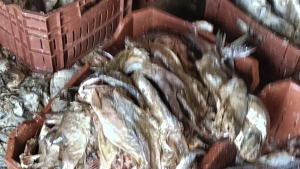 ضبط أسماك مملحة غير