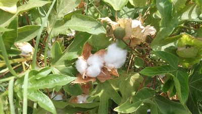 الزراعة عن نجاح تجارب زراعة القطن في صحراء جنوب سيناء للمرة الأولى: نخطط لتعميم التجربة