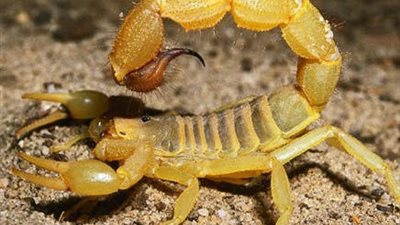 بسبب الحر.. العقارب والثعابين تلدغ 3 أشخاص بينهم طفل رضيع في الوادي الجديد