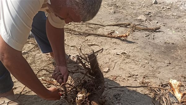 محافظ الإسكندرية