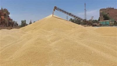 عضو شعبة المستوردين: تراجع واردات القمح 25%.. ومصر تقترب من الاكتفاء الذاتي