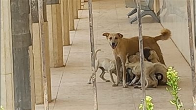 أصبحت مأوى للحيوانات الضالة والثعابين.. أهالي عدة قرى بأسوان يشكون بسبب إهمال الوحدة الصحية الوحيدة: عامان دون أطباء