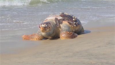 العثور على سلحفاة نافقة على شاطئ العريش