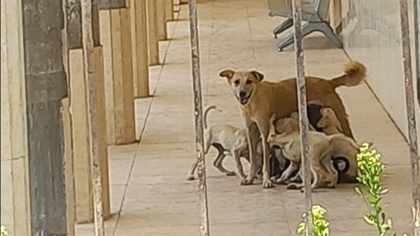 وحدة الصحية بأسوان