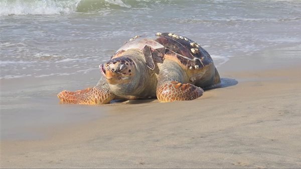 السلحفاة النافقة