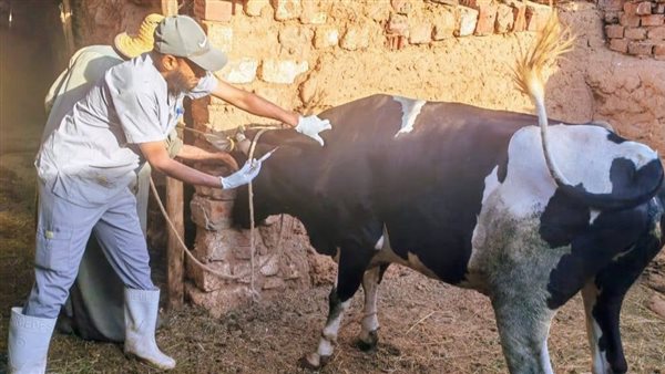 تحصين المواشي