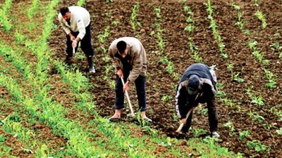 الحكومة: الدولة تتحمل 70 مليار جنيه لتوفير الأسمدة للمزارعين بأسعار مناسبة