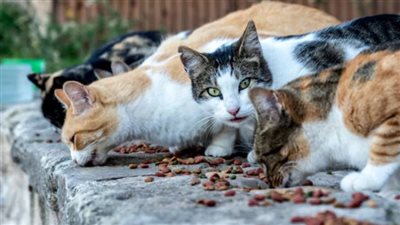 مخالفة بـ 500 دينار.. الكويت تحظر إلقاء الأطعمة في الأماكن العامة للحيوانات 