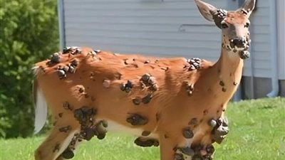 انتشار مرض جلدي غامض يشوه الغزلان في أمريكا ويثير مخاوف من تهديد الحياة البرية