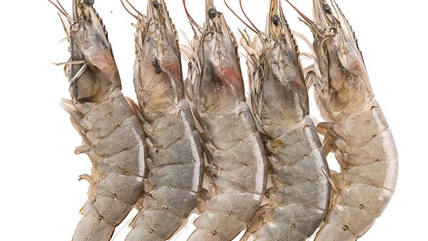 ما هو شبيه الجمبري