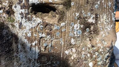 العثور على خرطوش هيروغليفي للملك رمسيس الثاني على إحدى القطع المنتشلة من ميناء أبو قير | صور