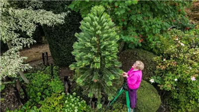 شجرة الديناصورات النادرة تنتج بذورًا لأول مرة بقيمة آلاف الدولارات.. ما القصة؟