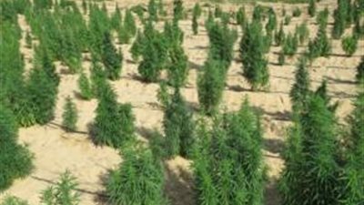 بـ 795 مليون جنيه.. الداخلية تضبط 26 طن مخدرات في الإسماعيلية 