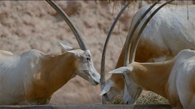 بعد تساؤلات حول سلامة حيوانات حديقة الجيزة.. الوزراء يروج لتطوير حديقة الحيوان | فيديو 