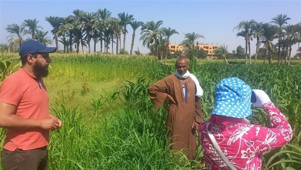 حقول الذرة - تعبيرية