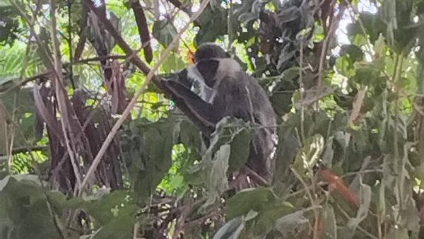 ظهور شامبنزى على