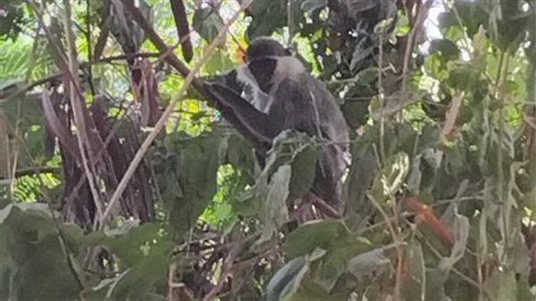 ظهور نسناس على أحد