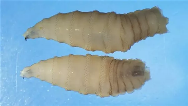 الدودة الحلزونية