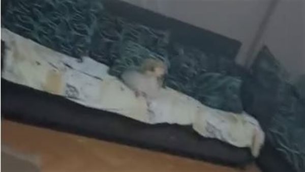 جانب من الواقعة 