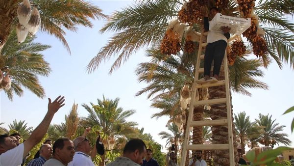 حصاد التمور في الوادي