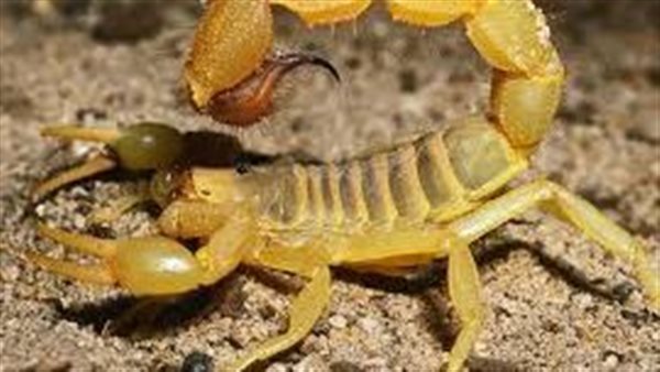 عقارب ارشيفية