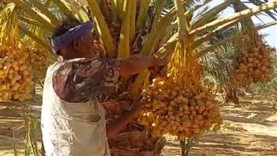 بدء موسم حصاد البلح البرحي بمزارع جهاز التعمير بجنوب سيناء | صور