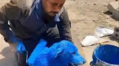 غضب في العراق بعد فيديو طلاء كلب بصبغة زرقاء