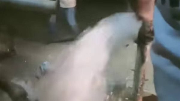 بعد توقف 6سنوات عودة