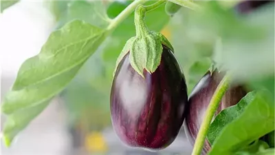 طريقة صحية لتناول الباذنجان المقلي وبسعرات أقل.. تعرف على التفاصيل 