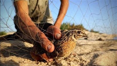 وزيرة البيئة تصدر قرارًا بتنظيم صيد الطيور البرية في مصر