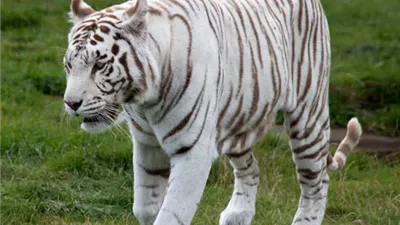 القبض على عامل سرق نمرا أبيض نادرًا من سيرك بمطروح