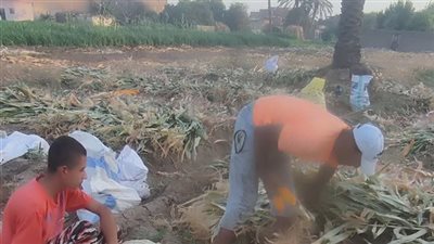 حصاد الذرة الشامية.. فرحة في الحقول وغذاء للإنسان والحيوان بسوهاج | صور