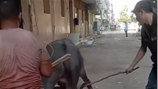 التعدي على عجل بالجيزة