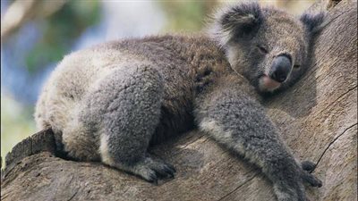 أستراليا تعتمد أول لقاح لإنقاذ الكوالا من مرض الكلاميديا