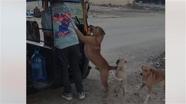 الكلاب الضالة 