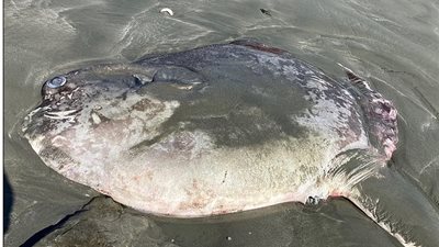 طوله 6 أقدام.. كائن غريب يظهر على شواطئ كاليفورنيا ويثير دهشة الزوار