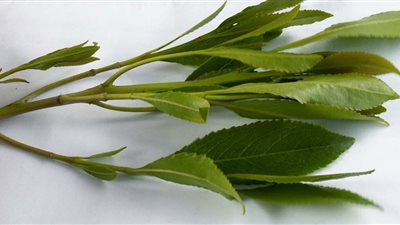 ضبط يمني بحوزته 22 كيلو من مخدر القات المشهور في اليمن 