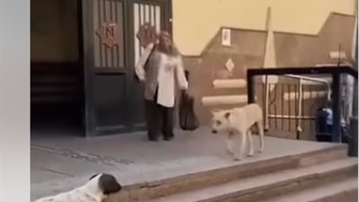 فحص أمني لفيديو تعدي سيدة على أخرى بألفاظ خارجة بسبب ضرب الكلاب