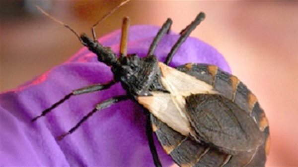 حشرة التقبيل 