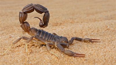 العقارب والطريشة تلدغ سيدتين وطفلًا بالوادي الجديد