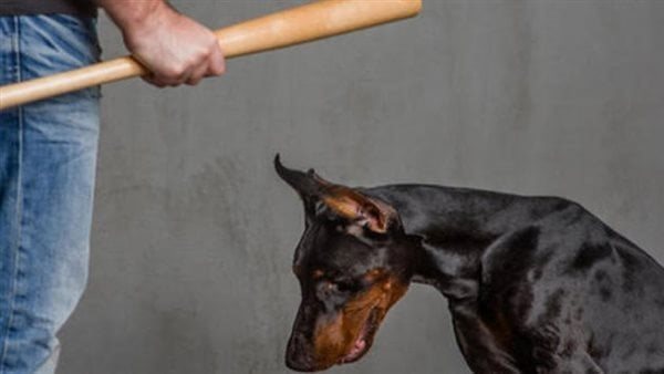 الاعتداء على الحيوانات