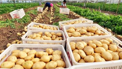 شركة توقف تصدير البطاطس إلى دول أوروبية حتى نهاية موسم 2025